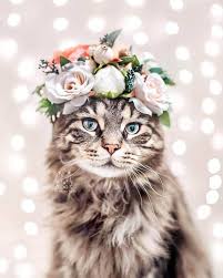 Beautiful Flower Crowns For Your Cat Cat Photography Cute Cats Pretty Cats