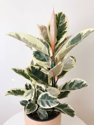 Bird Of Paradise Plant Leaves Curling Pin On Plant Care