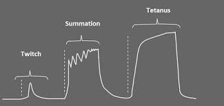 Solved Look At The Muscle Contraction Diagram. Answer | Chegg.Com