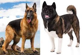 The benefit of owning a german shepherd mix. German Shepherd Akita Mix How To See As Family Dog Anything German Shepherd