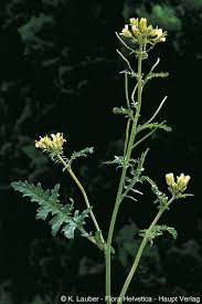 Image result for Erucastrum