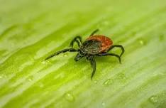 Tick Talk