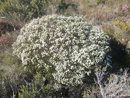 Image result for Phylica ericoides