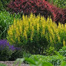 Maybe you would like to learn more about one of these? Photo Essay Extremely Cold Hardy Perennials Perennial Resource