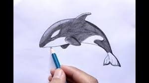 Sebelum pergi lebih jauh, ingin redaksi tegaskan bahawa semua gambar. How To Draw Cara Menggambar Dan Mewarnai Ikan Paus Dengan Pensil 2b Youtube