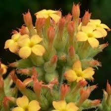 Image result for Kalanchoe lanceolata