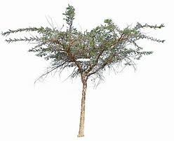 Image result for Acacia sieberiana