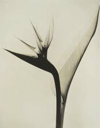 Bird Of Paradise Flower Tattoo Black And White Pin By Linda Morgan On Xray Art Bird Of Paradise Tattoo Birds Of Paradise Flower Birds Of Paradise