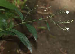 Image result for Rhinacanthus submontanus