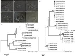 Classificatasi seconda alla quindicesima edizione del talent show amici di maria de filippi, raggiunge la consacrazione popolare partecipando al festival di sanremo nel 2017 con il brano tutta colpa mia. African Nightshade And African Spinach Decrease Root Knot Nematode And Potato Cyst Nematode Soil Infestation In Kenya Plant Disease