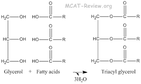 Biochemistry Tests For Food Macromolecules Lipid This Is Triacyl Glycerol A Lipid Made Up Of One Glycerol And Three Fatty Acids