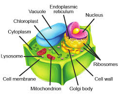 Lysosomes are the main digestive compartment of the cell. Https Www Tanqueverdeschools Org Downloads Cell 20structure 20guided 20notes Pdf