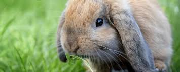 Reddy can see his yellow ears again. Treatment Prevention Of Ear Disease In Lop Eared Rabbits