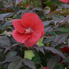 Image result for Hibiscus meyeri