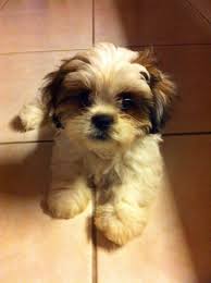 Het is een gezelschapshond, die van origine heel populair was aan het chinese hof. Pin Van Martine Op Shih Tzu Boomer Hondjes Schattige Dieren Honden