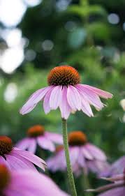 There are several purple flowers with five petals including the charming centaury, blue phlox and wild geranium. 22 Purple Flowers For Gardens Perennials Annuals With Purple Blossoms