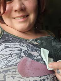 Injured fledgling crow sent to rehab