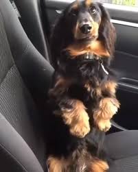 Cute Long Haired Dachshund Long Haired Dachshunds Long Haired Sausage Dog Long Haired Weiner Dog Long Hai Long Haired Dachshund Dachshund Dog Dapple Dachshund