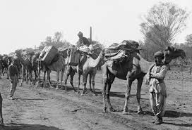 (for a detailed description of how to move the camels and use the pyramid see the next page). Making A Nation Afghans And Their Camels For Australian Inland Transport Inside The Collection
