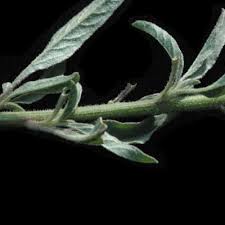 Image result for Hermbstaedtia scabra