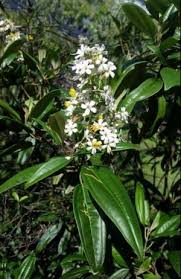 Image result for Keetia zanzibarica