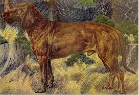 Image result for hannoverský barvář