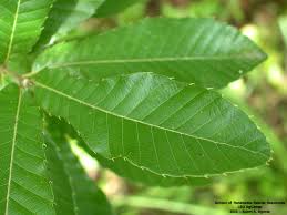 Image result for Quercus acutissima