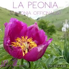 La sua coltivazione ha origine dal 1990 ed è la più nota, i suoi fiori sono composti da circa venti petali. Peonia Peonia Officinalis Official Progetto Rapunzel Italia