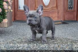 French Bulldog Breeder Luxurious French Bulldogs French Bulldog Breeders Cute French Bulldog French Bulldog