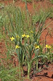 Image result for Hypoxis rigidula