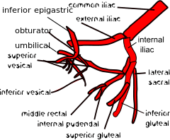 It runs deep to the peritoneum (subperitoneal) to emerge on the inferior aspect of the urinary bladder. Internal Iliac Artery Wikiwand