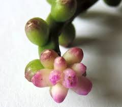 Image result for Basella