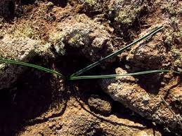 Image result for Dipcadi vaginatum