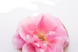 Flower essences have been used since ancient times to provide vibrational healing for mind, body and spirit for people. The Women S Wellness Collective