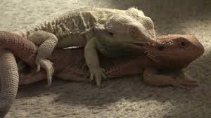 Discover some fascinating facts about beardies. Bearded Dragons Mating Youtube