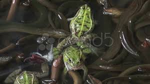 Catching frogs powers up quina's blue magic spell frog drop and can yield many rewards, as well as an achievement/trophy in the latest versions. Catching Frogs Between Eels At A Chinese Stock Video Pond5