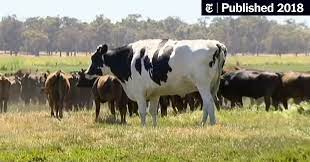 What Makes Knickers The Steer Not Cow So Big Cattle S Mysterious Genes The New York Times