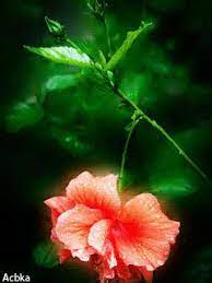 1168134 Gif 240 320 Hibiscus Flowers Flowers Pretty Flowers
