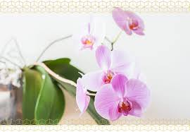 Provided your orchid is happy, expect the blooms to last at least a few weeks. How To Care For Orchids Ftd Com