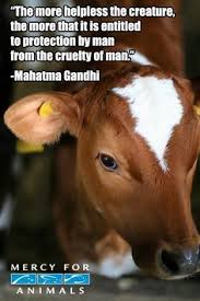 Cute animal vegan animal rights. 26 Vegan Quotes Ideas Vegan Quotes Animal Rights Quotes