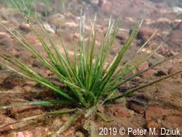 Image result for Isoetes schweinfurthii