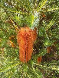 Image result for Rothmannia fischeri