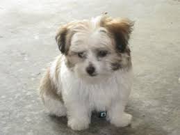 Find cheap or free maltese puppies. Yorkie Maltese Puppies For Sale Near Me Off 62 Www Usushimd Com