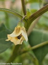 Image result for Physalis angulata