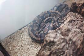 Dec 22, 2019 · they typically shed most often while young and growing quickly. Ball Python Shedding Process My Pet Python