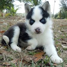 Black And White Spotted Dog With Blue Eyes Siberian Husky Puppy With A Cute Little Spotted Snow Nose Cute Animals Husky Puppy Puppy Pictures