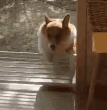 Share a gif and browse these related gif searches. Funny Fat Dog Gifs Tenor