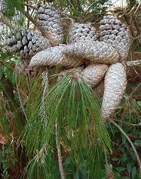 Image result for Scleria patula