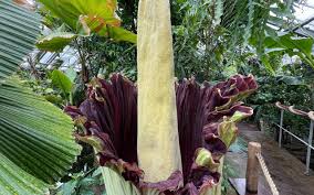 Die gattung amorphophallus ist mit rund 200 arten in den regenwäldern der alten welt von neuguinea bis westafrika verbreitet. Botanischer Garten In Dortmund Titanenwurz David Bluht Wieder Radio 91 2