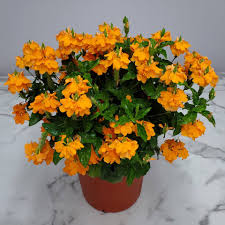 Image result for Crossandra fruticulosa